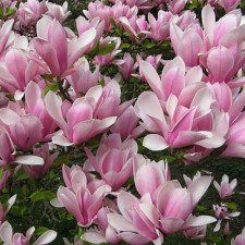 Магнолия Heaven Scent