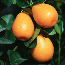 Кумкват Обовата