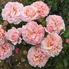 Роза шраб Роз Де Толбиак