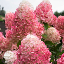 Гортензия метельчатая Пинк Лайт, Pink Light