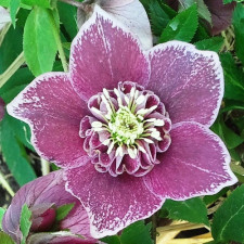 Морозник восточный Anemone Aubergine with White Edge