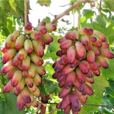Виноград столовий Манікюр Фінгер