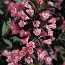 Вейгела цветущая Фоллис Пурпуреус, Foliis Purpureis