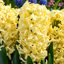 Гиацинт Yellow Queen