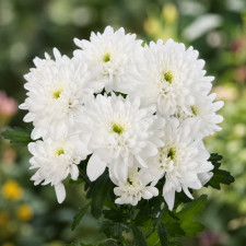 Хризантема гілкова Zembla White