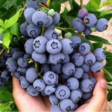 Голубика Августа, средне-поздняя