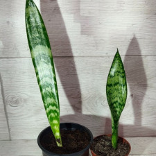 Cансевиерия трехлопастная trifasciata lauren 