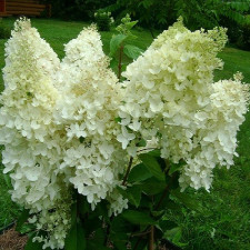 Гортензия метельчатая Дентель де Горрон, Dentelle de Gorron