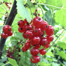 Смородина красная Ильинка