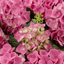 Гортензия крупнолистная Сарена Пинк, Sarena Pink