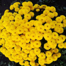 Хризантема мультифлора Sop Yellow (44)
