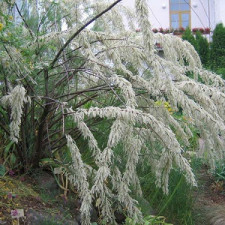 Тамарикс белый Hulsdonk White