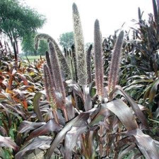 Пеннисетум сизый, Pennisetum glaucum 