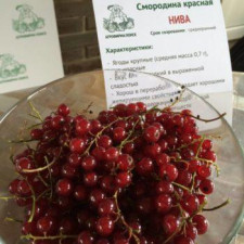 Смородина красная Нива