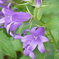 Колокольчик широколистный / Campanula latifolia L.