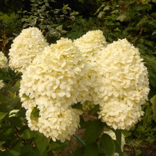 Гортензия метельчатая Ливинг Коттон Крем, Living Cotton Cream