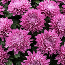 Хризантема мультифлора Mundo Pink (33)