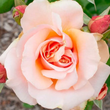 Роза чайно-гибридная Мон Перл