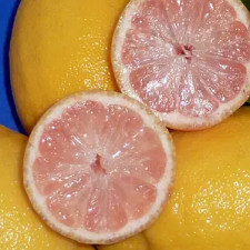 Лимон рожевий Сангвінеум