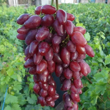 Виноград столовый Жар Птица