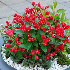Вейгела цветущая Олл Саммер Ред, All  Summer Red