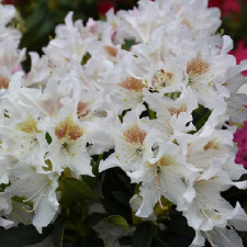 Рододендрон гибридный Каннингемс Уайт, Cunningham's White