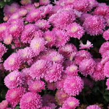 Хризантема мультифлора Paradiso Pink (34)