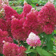 Гортензия метельчатая Петит Флори, Petite Flori