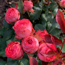 Роза спрей Коралл Джем