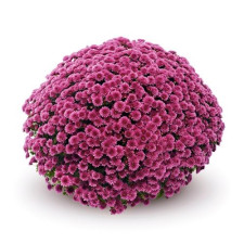 Хризантема мультифлора Jasoda Mauve (Джасода Мауве)