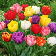 Тюльпан Микс 5шт.