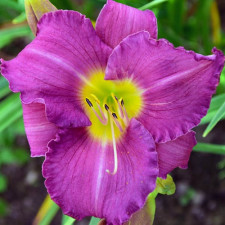 Лилейник Unchartered Waters