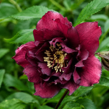 Морозник восточный Double Red