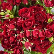 Роза спрей Мирабель