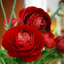 Лютик садовий Red