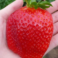 Клубника средняя Гигант Джорнея