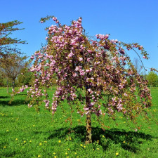 Вишня плакучая