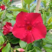 Дипладения Классик Рэд, Classic Red
