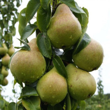 Груша колоновидная Г-333