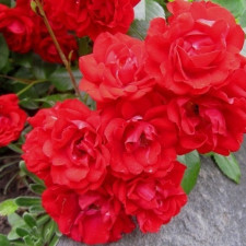 Роза миниатюрная Ред Мин/Red Min