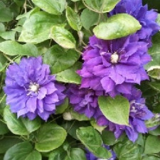Клематис Бьюти Ворчестер/Beauty of Worcester