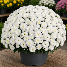 Хризантема мультифлора Calm White