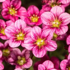 Камнеломка Арендса Марто Роуз