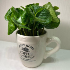 Кофе Арабика