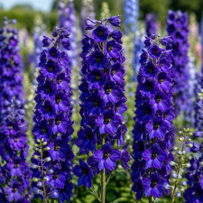 Дельфиниум Magic Fountains "Dark Blue with Dark Bee"