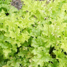 Гейхера гибридная Lime Ruffles