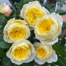 Роза плетистая Амнести Интернешнл