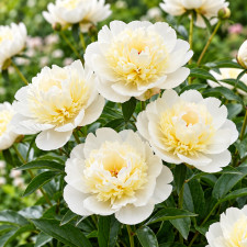 Пион травянистый Patio Peony Madrid