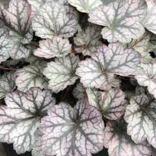 Гейхера гибридная Glitter