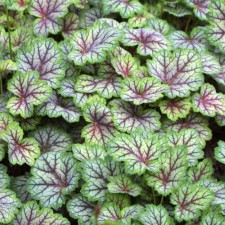 Гейхера гибридная Green Spice